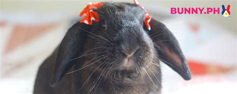 BUNNY PH – Bunny PH is a free resource site that aims to .